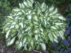 Perene: HOSTA UNDULATA - SARENOLISNA -